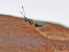 Ooctonus sp.